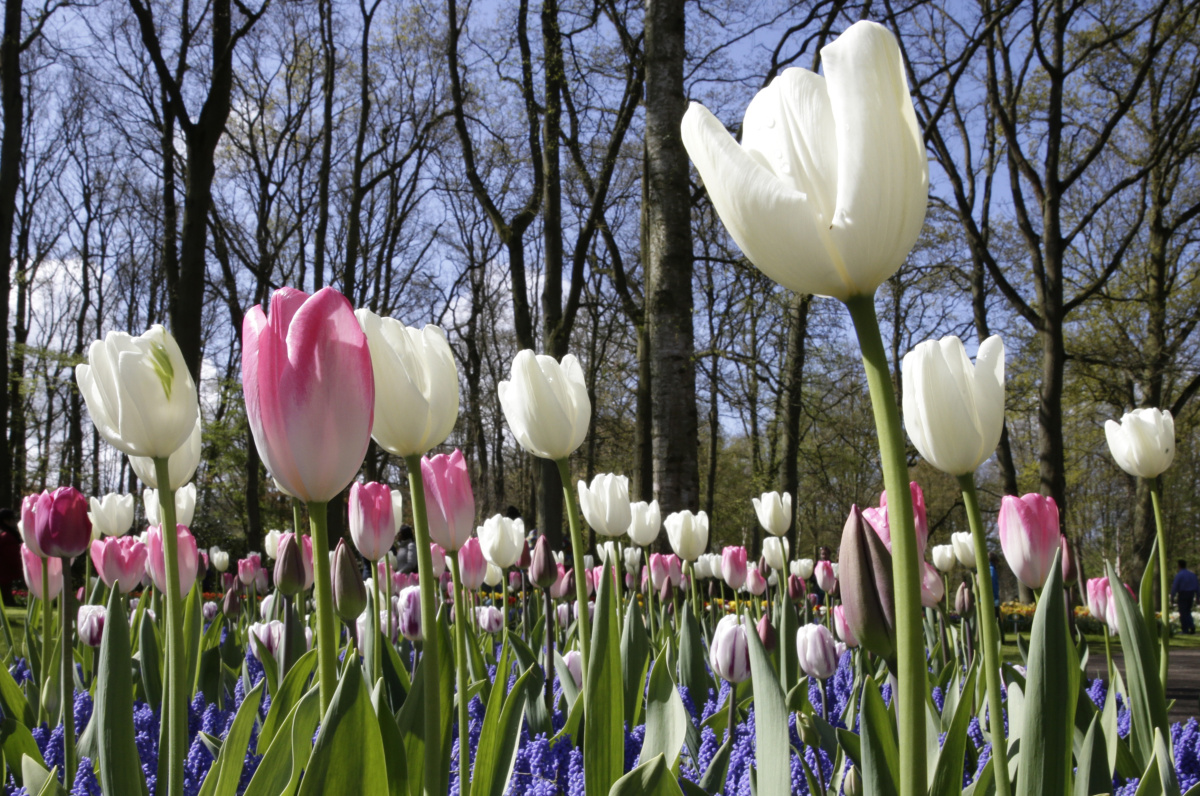 Keukenhof  – Zahrada holandských tulipánů